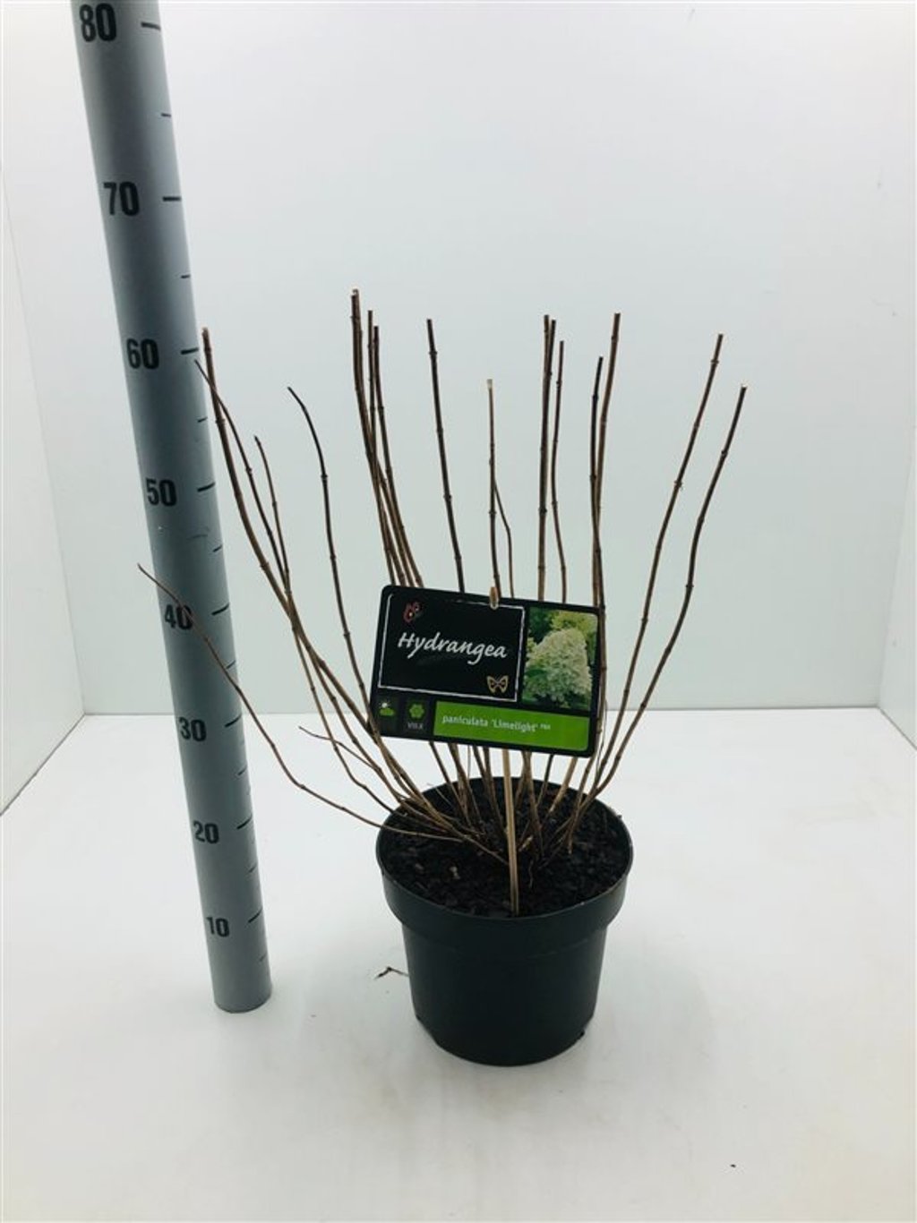 Hydrangea pan. 'Limelight' - C5